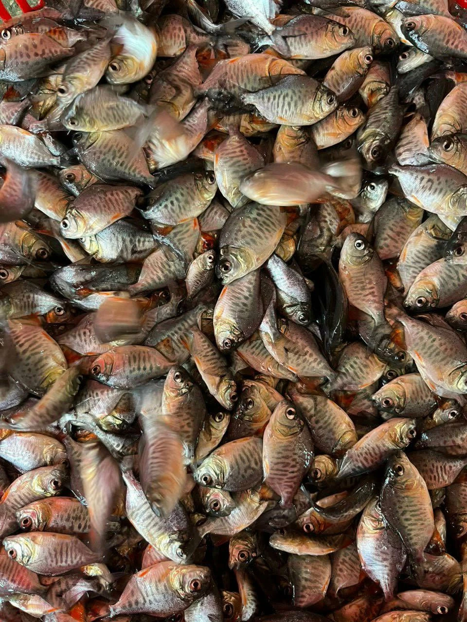 Cá Chim Trắng giống tại Trại Cá Giống Năm Đắc