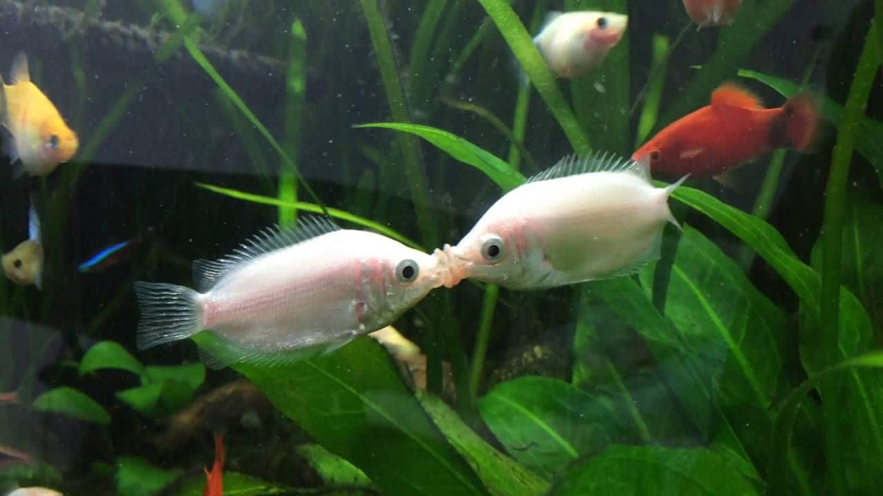 Cá hường giống tại Trại Cá Giống Năm Đắc